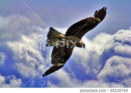 在天空中飛翔 在天空中飛翔 88220789