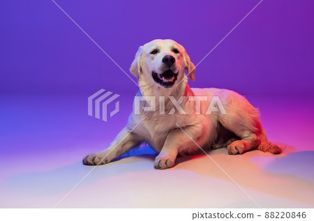 Portrait of beautiful golden retriever, purebred dog lying on floor isolated on purple background in neon. Concept of animal, pets 88220846