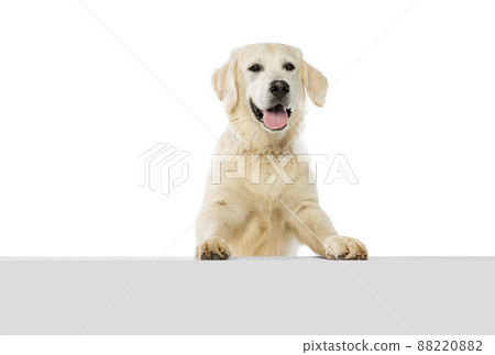 Half-length portrait of happy dog, golden retriever posing isolated on white background. Concept of animal, pets, vet, friendship Half-length portrait of happy dog, golden retriever posing isolated on white background. Concept of animal, pets, vet, friendship 88220882