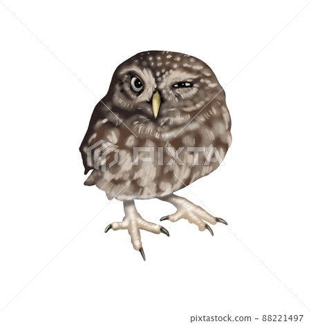 Watercolor illustration of an owl small. Northern pygmy owl. winks sweet. Realistic image. 88221497