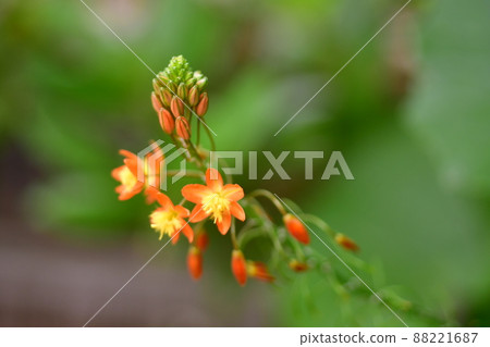 Hana 蘆薈與華麗的橙色 Hana 蘆薈與華麗的橙色 88221687