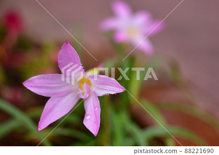 Cute hananira after the rain Cute hananira after the rain 88221690