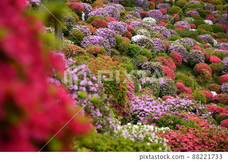 杜鵑花，樹形可愛 88221733