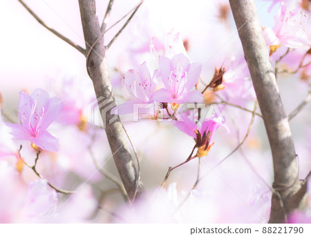 Soft azalea Soft azalea 88221790