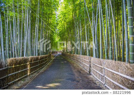《Aichi Prefecture》 Chita City Chita Bamboo Forest 88221996