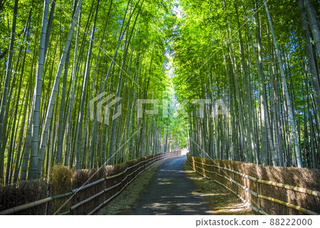 《Aichi Prefecture》 Chita City Chita Bamboo Forest 88222000