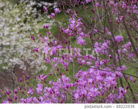 Mitsuba Azalea 88222036