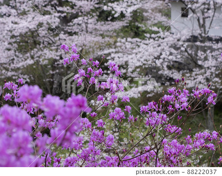 Mitsuba Azalea 88222037