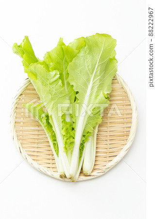 Shandong greens white background 88222967