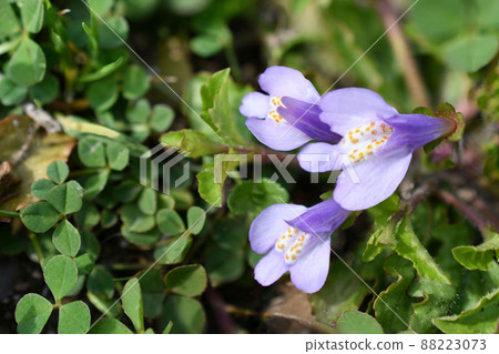 Murasakagigoke的花朵 Murasakagigoke的花朵 88223073