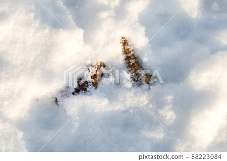 Feces excrement of pets on the snow 88223084