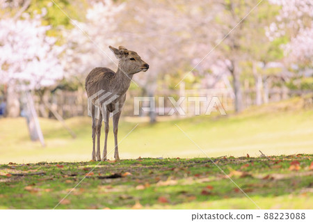 Cherry blossoms and deer in full bloom at Nara Park 88223088