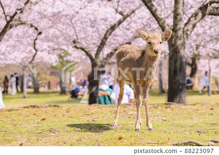 Cherry blossoms and deer in full bloom at Nara Park Cherry blossoms and deer in full bloom at Nara Park 88223097