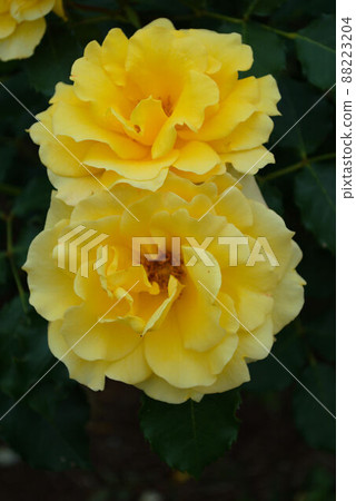 Rose Kumamoto Kokonoe landscape 88223204