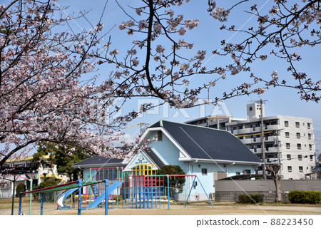 Sakura in the children's park 88223450