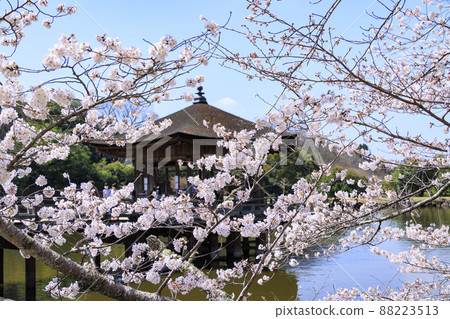 Ukimido in full bloom in Nara Park Ukimido in full bloom in Nara Park 88223513