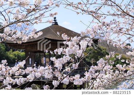 Ukimido in full bloom in Nara Park Ukimido in full bloom in Nara Park 88223515