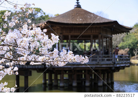 Ukimido in full bloom in Nara Park 88223517