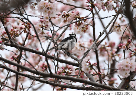 Black-backed wagtail perching in the cherry blossoms Black-backed wagtail perching in the cherry blossoms 88223803