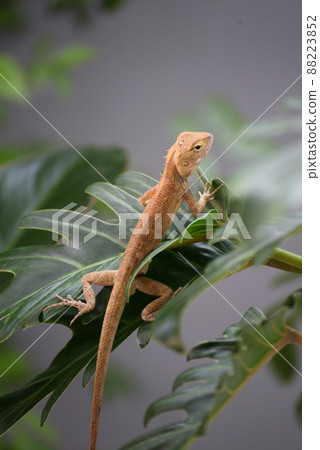 Emma Gray Forest Lizard - Calotes Emma, a beautiful lizard from Southeast Asian forests, Thailand. Emma Gray Forest Lizard - Calotes Emma, a beautiful lizard from Southeast Asian forests, Thailand. 88223852