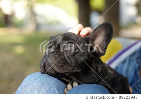black French bulldog - puppy 88223945