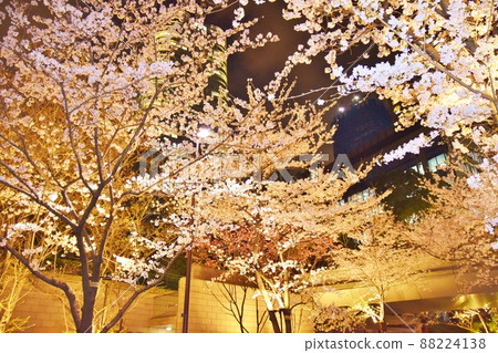 Akasaka Night Cherry Blossoms Tokyo 88224138