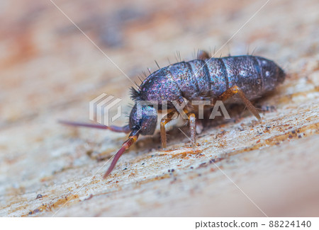 Slender springtail, Orchesella flavescens on wood, close up focus stacked macro photo Slender springtail, Orchesella flavescens on wood, close up focus stacked macro photo 88224140