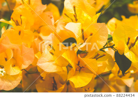 Mellow Yellow Bougainvillea ornamental vines flower full frame. Floral background Mellow Yellow Bougainvillea ornamental vines flower full frame. Floral background 88224434