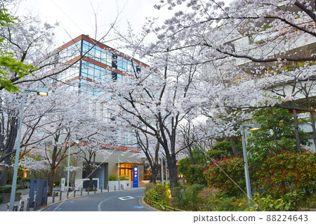 六本木櫻坂櫻花東京 六本木櫻坂櫻花東京 88224643
