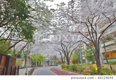 六本木櫻坂櫻花東京 六本木櫻坂櫻花東京 88224644