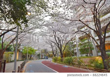 六本木櫻坂櫻花東京 六本木櫻坂櫻花東京 88224645