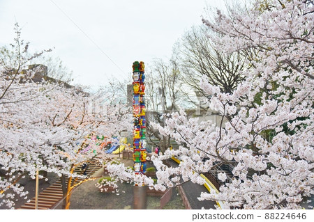 Roppongi Sakurazaka Sakura Tokyo 88224646