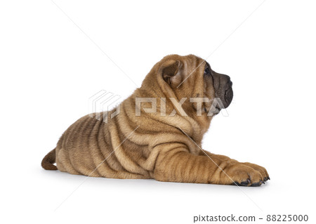 Sharpei dog puppy on white background Sharpei dog puppy on white background 88225000