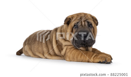 Sharpei dog puppy on white background 88225001