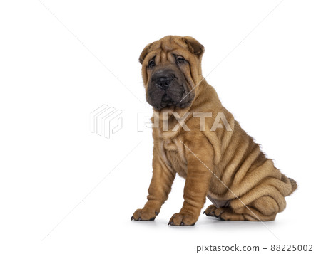 Sharpei dog puppy on white background Sharpei dog puppy on white background 88225002