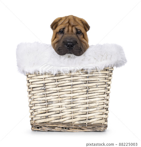 Sharpei dog puppy on white background Sharpei dog puppy on white background 88225003