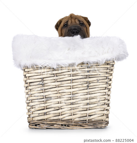 Sharpei dog puppy on white background 88225004