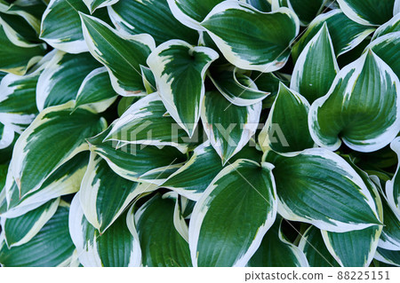 Natural background. Green leaves of ornamental plants. Hosta plantain in the garden. High quality photo Natural background. Green leaves of ornamental plants. Hosta plantain in the garden. High quality photo 88225151