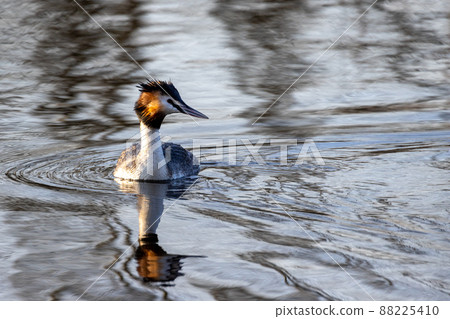 Great Crested Grebe, Podiceps cristatus 88225410
