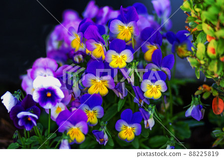 Blue and yellow viola on flowerbed 88225819