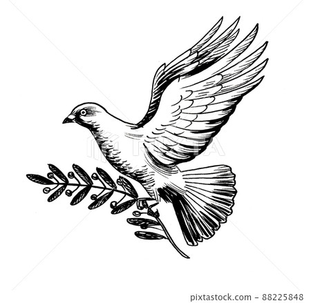 Flying dove with olive branch. Ink black and white draiwng 88225848