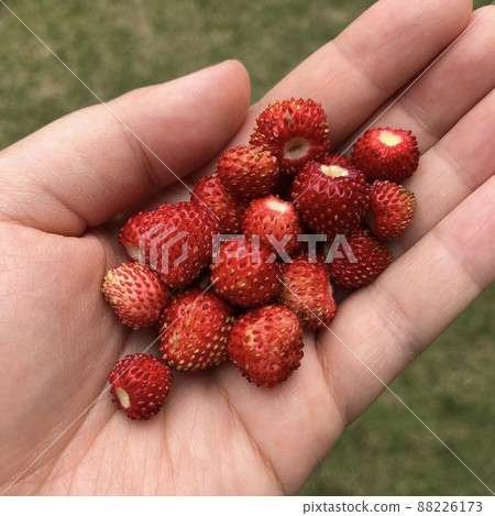 Wild strawberry fruit 88226173