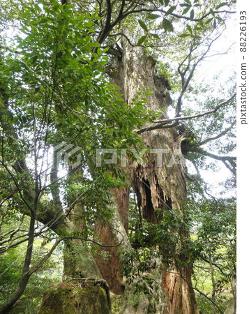 Nature of Yakushima Nature of Yakushima 88226193