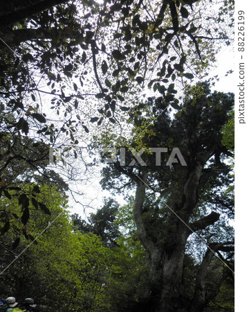 Nature of Yakushima Nature of Yakushima 88226199