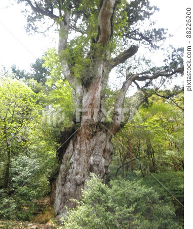 Nature of Yakushima 88226200