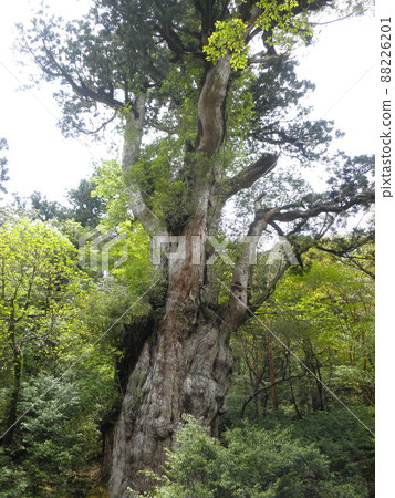 Nature of Yakushima Nature of Yakushima 88226201