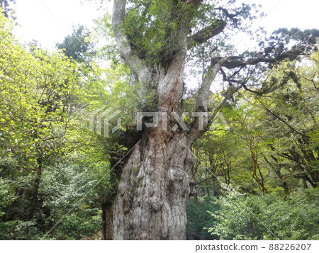 Nature of Yakushima 88226207