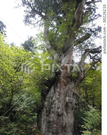 Nature of Yakushima Nature of Yakushima 88226210