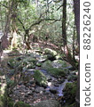 Nature of Yakushima Shiratani Unsuikyo 88226240