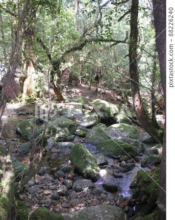 Nature of Yakushima Shiratani Unsuikyo Nature of Yakushima Shiratani Unsuikyo 88226240